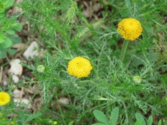 Anacyclus valentinus