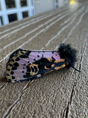 Xanthopastis regnatrix