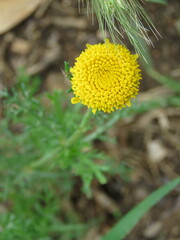 Anacyclus valentinus