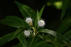 Cephalanthus glabratus