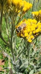 Apis mellifera scutellata