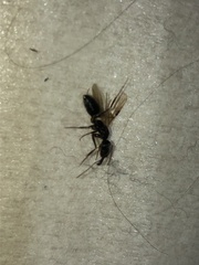 Odontomachus