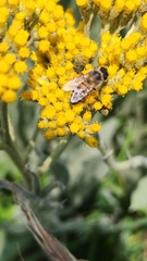 Apis mellifera scutellata
