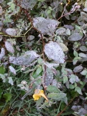 Podosphaera balsaminae