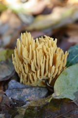Phaeoclavulina flaccida