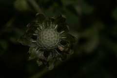 Arctotheca calendula