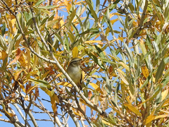 Phylloscopus inornatus