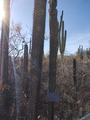 Lemaireocereus hollianus