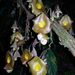 Aristolochia rethyae - Photo (c) Dr Namgyal T Sherpa, alguns direitos reservados (CC BY-NC), uploaded by Dr Namgyal T Sherpa