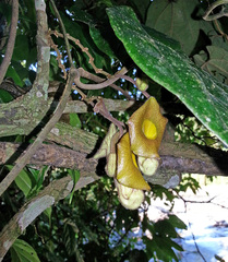 Aristolochia rethyae