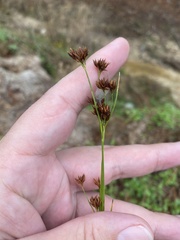 Rhynchospora fascicularis