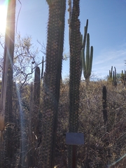 Lemaireocereus hollianus