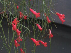 Russelia equisetiformis