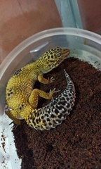 Eublepharis macularius