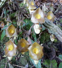 Aristolochia rethyae