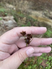 Rhynchospora fascicularis