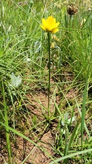 Cyperus sphaerocephalus