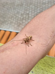 Cerambycoidea