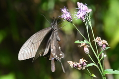 Papilio maackii