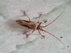 Cerambycoidea