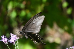 Papilio maackii