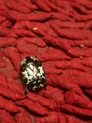 Protaetia aurichalcea