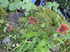 Lactarius badiosanguineus