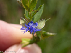 Polygala gerrardii