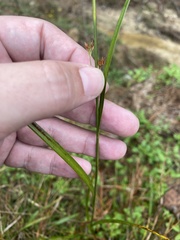 Rhynchospora fascicularis
