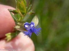 Polygala gerrardii