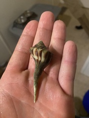 Sinistrofulgur pulleyi