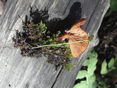 Lactarius badiosanguineus