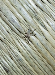 Gnaphosidae
