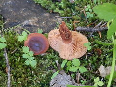 Lactarius badiosanguineus