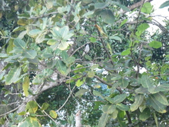 Tyrannus caudifasciatus