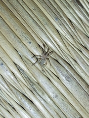 Gnaphosidae