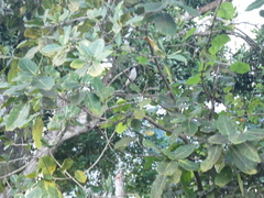 Tyrannus caudifasciatus