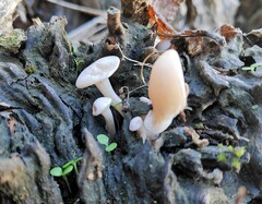 Ossicaulis lignatilis
