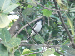 Tyrannus caudifasciatus