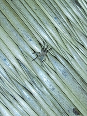 Gnaphosidae