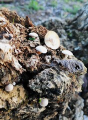 Ossicaulis lignatilis