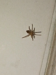 Gnaphosidae