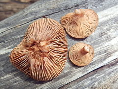 Lactarius badiosanguineus