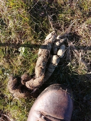 Canis lupus italicus