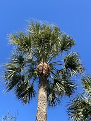 Sabal palmetto