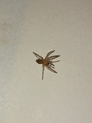 Gnaphosidae