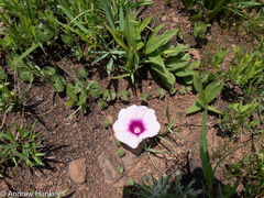 Ipomoea bathycolpos