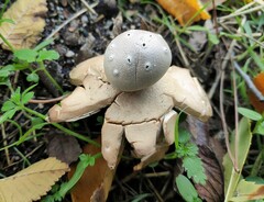 Myriostoma coliforme