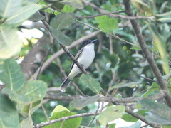 Tyrannus caudifasciatus