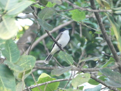 Tyrannus caudifasciatus